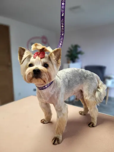 PUPILOVE Studio Pielęgncji Psów